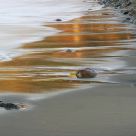 Gold Reflection On The Sandy Shore