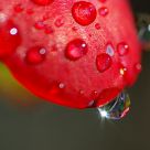 macro