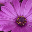 African Daisy