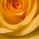 Yellow Rose of Texas