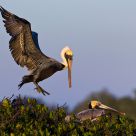Brown Pelican