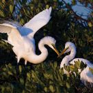 Nesting Egrets
