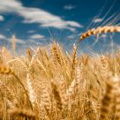 Fields full of kindness and good...