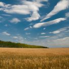 Clouds  over  wheat  field