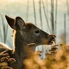 Deer #1