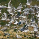 Gull Panic!...