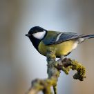 Great tit