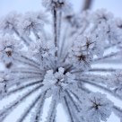 Cold Beauty