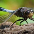 Portrait of a Skimmer