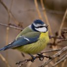 Blue Tit.