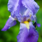 Purple Iris