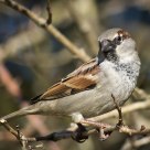 Sparrow