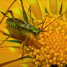 Cricket