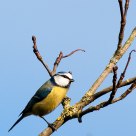 blue tit
