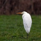 great white heron-egret