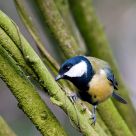 great tit