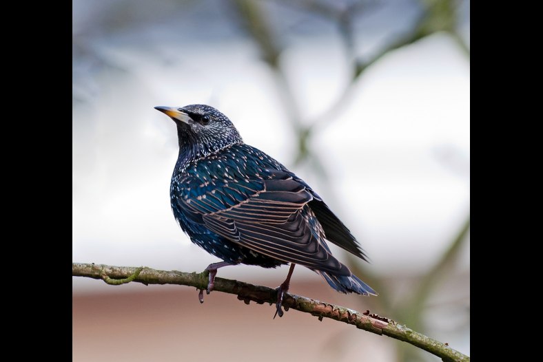 starling