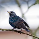 starling
