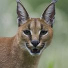 Caracal Portrait