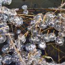 Ice on reed