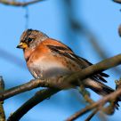Brambling