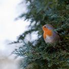robin