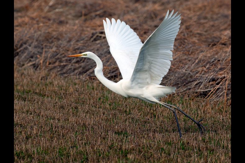 egret