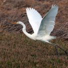 egret