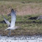 curlew