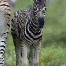Young Zebra