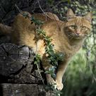 Observation
