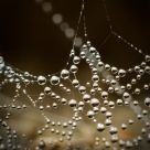 String Of Pearls