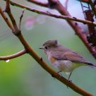 Birding in the Rain