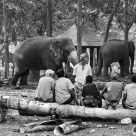 Elephant Men (2011)