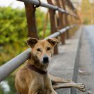 Colombo stray (2)