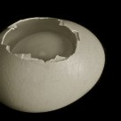 Anatomy Of An Egg