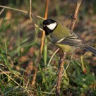 Great Tit