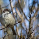 Sparrow