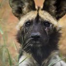 African Wild Dog