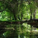 Bosque misterioso