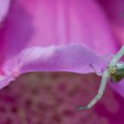 Spider on Foxglove