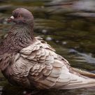 Proud Pigeon