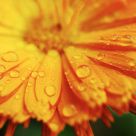 Flower in the Rain 2