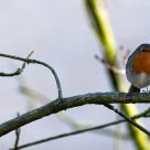 a robin