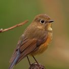 Standing of a beauty