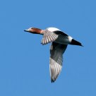 Wigeon