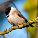 willow tit