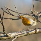 Robin