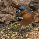 Chaffinch       Ð—ÑÐ±Ð»Ð¸Ðº