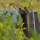 Sparrows in love